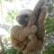 Topos Tree House