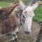 Cwm Farm Cwtch