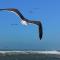 Villa L'Oiseau Bleu - Essaouira