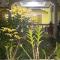 Xylla Guesthouse