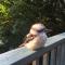 Wild Orchid Olinda Private Luxury Cottage