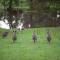 Home Farm Healesville