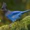 Blue Jay Bungalow
