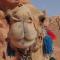 Jordan Tracks Bedouin Camp