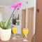 Apartments Piccolo Piaccere