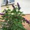 Appart Les Cerises Entre Strasbourg et Haguenau