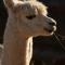 Foto: Falcon's Rise Alpaca Farm 7/69