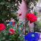 Vieux Port Panier Jardin photo 20