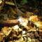 ETALAUSER Jungle Gate EcoResort Bukit Lawang - 武吉拉旺