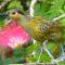 Daintree Holiday Homes - The Folly