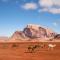 Wadi Rum Quiet Nights