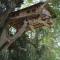 Kumbuk Tree House