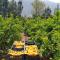 Finca Ca's Curial - Agroturismo - Adults Only - سولير