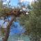 Apartments by the sea Karbuni, Korcula - 9308