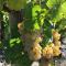Claes Weinquartier - Appartements & Wein by Niko Schmitt