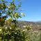 Casa del Limonero