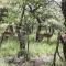 Five Pebbles on Piece of Africa - Cullinan