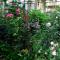 Sea Garden