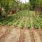 Rubina Bed and Breakfast