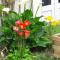 Studio Les coquelicots photo 23