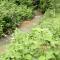 Cottage Forest Stream