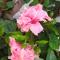 Pension Hibiscus