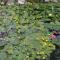 Aronia Park