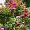 Le Jardin Secret De Beaune
