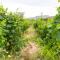 Foto: Naxos Cozy Vineyard 38/41