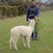 Silverstream Alpaca Farmstay & Tour