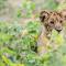 Marataba Safari Lodge - Hartbeestfontein