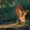 Rio Dos Elefantes River Camp - Hoedspruit