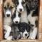Holmen Husky Lodge