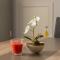 Apartman Eva