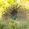 Lakmal Homestay ,10 minutes to Sigiriya Rock