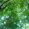 Blueberry Pension Madarao