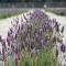 Lavanda del Valle