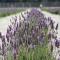 Lavanda del Valle - Vicuña