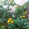 Guesthouse Liska
