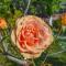Rose Garden Apartments