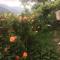 Anush`s B&B
