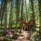 LivingStone Ojuven Treehouses
