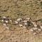 Mount Camdeboo Private Game Reserve by NEWMARK - Graaff-Reinet