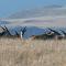 Mount Camdeboo Private Game Reserve by NEWMARK - Graaff-Reinet