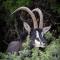 Mount Camdeboo Private Game Reserve by NEWMARK - Graaff-Reinet
