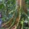 La Selva Biological Station
