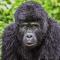 Gorilla Safari Lodge