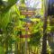 The Jungle House