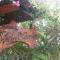 Thai Binh Garden