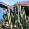 Los Cactus de Islón